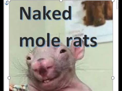 naked mole rat meme|Create naked mole rat meme